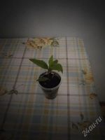 Лот: 2188351. Фото: 2. традесканция. Комнатные растения и уход