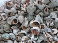 Лот: 6321704. Фото: 2. ракушки. Аквариумистика