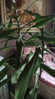 Лот: 13678346. Фото: 6. Пальмы красивые для интерьера