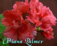 Лот: 9992844. Фото: 2. Зональная пеларгония "'Diana Palmer... Комнатные растения и уход