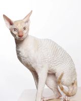 Лот: 17235056. Фото: 3. Кот корниш-рекс, стерилизован. Растения и животные