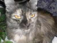 Лот: 4677606. Фото: 4. фотоаппарат samsung s1070 + чехол... Красноярск