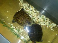 Лот: 3352825. Фото: 2. красноухая черепаха с аквариумом. Аквариумистика