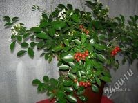 Лот: 2161599. Фото: 3. Муррайя! Апельсиновый жасмин... Растения и животные
