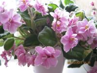 Лот: 7641893. Фото: 2. Цветы фиалки в горшках разного... Комнатные растения и уход