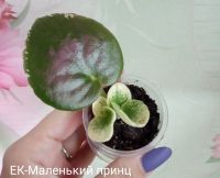 Лот: 14218346. Фото: 2. Фиалка ЕК-Маленький принц лист... Комнатные растения и уход