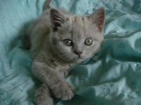 Лот: 366762. Фото: 2. Шотландская прямоухая лиловая... Животные и уход