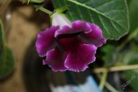 Лот: 2861877. Фото: 3. Глоксиния 6 (цветет). Растения и животные