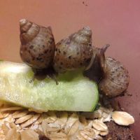 Лот: 8155065. Фото: 4. Ахатины-сухопутные улитки. Красноярск