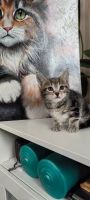 Лот: 22030307. Фото: 4. котята на счастья. Красноярск