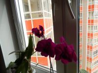 Лот: 7885614. Фото: 3. Молодая орхидея дендробиум. Растения и животные