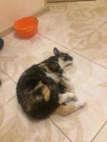 Лот: 9373006. Фото: 4. Котенок (папа мэйн кун, мама дворняжка... Красноярск