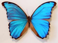 Лот: 10825262. Фото: 3. Бабочка morpho didius (Бразилия... Красноярск