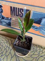 Лот: 25662696. Фото: 3. Фикус. Растения и животные