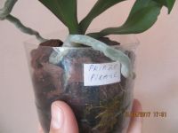 Лот: 9290427. Фото: 2. детка орхидеи -2 Prinze Pirate... Комнатные растения и уход