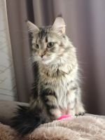 Лот: 17302302. Фото: 7. Котята мейн-кун