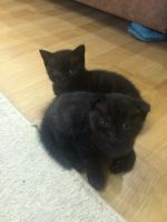 Лот: 8522463. Фото: 3. Шотландские котята. Растения и животные