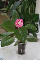 Лот: 2957910. Фото: 2. Глоксиния 29 (цветет). Комнатные растения и уход