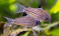 Лот: 6300733. Фото: 2. Коридорас трилинеатус (Corydoras... Аквариумистика