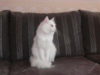 Лот: 867415. Фото: 3. Замечательные супер котята. Полуангорские... Растения и животные