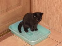 Лот: 3662910. Фото: 2. Британский котенок элитный редкий... Животные и уход