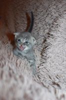 Лот: 11886661. Фото: 5. Продам котят