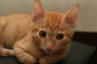 Лот: 12824154. Фото: 3. Рыжий котёнок (пацан) Help,Help... Растения и животные