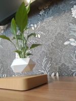 Лот: 14917184. Фото: 5. Левитирующие растения