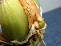 Лот: 2000636. Фото: 3. Орхидея Zygopetalum Rhein Harlekin. Растения и животные