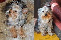 Лот: 2287796. Фото: 3. Щенок Йорка, мальчик, Умный и... Растения и животные