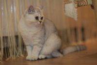 Лот: 10715130. Фото: 5. Продам британского котенка - девочка...