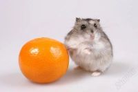 Лот: 6191820. Фото: 5. Джунгарский хомячек с клеткой...