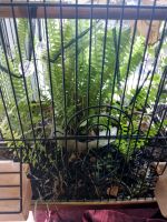 Лот: 11677850. Фото: 2. Карликовый папоротник. Комнатные растения и уход