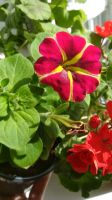 Лот: 11382629. Фото: 3. Petunia Amore Queen of Hearts... Для дачи, дома, огорода, бани, парка