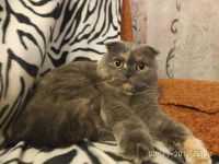Лот: 10043394. Фото: 5. Отдам в хорошие руки Шотландскую...