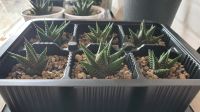 Лот: 17564501. Фото: 3. Хавортия лимолистная (лат. haworthia... Растения и животные