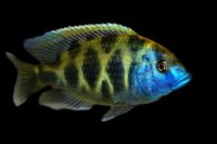 Лот: 16202572. Фото: 2. Леопард золотой (Nimbochromis... Аквариумистика