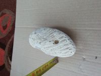 Лот: 14086904. Фото: 3. Натуральный коралл. Растения и животные