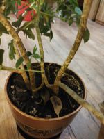 Лот: 18139638. Фото: 2. Шеффлера. Комнатные растения и уход