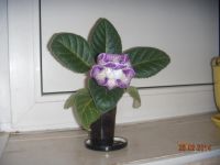 Лот: 3763724. Фото: 2. Глоксиния крапчатая. Комнатные растения и уход