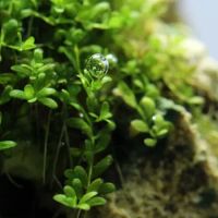 Лот: 25415947. Фото: 2. Хемиантус Куба - Hemianthus callitrichoides... Аквариумистика