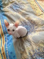 Лот: 12597084. Фото: 6. Котенок Мальчик Донского сфинкса