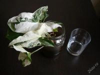 Лот: 2039799. Фото: 3. сингониум imperial white не укорененные... Растения и животные