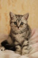 Лот: 8948582. Фото: 2. Мраморный британский котенок. Животные и уход