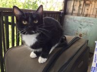 Лот: 9837712. Фото: 3. Котята ищут дом 89831628743. Растения и животные