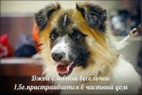 Лот: 2640176. Фото: 2. джой, лучший пес, только смотрите. Животные и уход