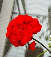 Лот: 16195952. Фото: 2. Пеларгония Фрезия (самая популярная... Комнатные растения и уход