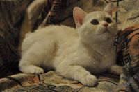 Лот: 1712017. Фото: 2. Британский котенок с документами. Животные и уход