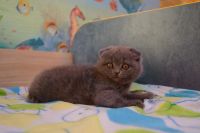Лот: 4264948. Фото: 2. Шотландская вислоухая девочка. Животные и уход