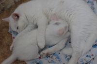 Лот: 6879763. Фото: 4. Симпатичные белоснежные котятки... Красноярск